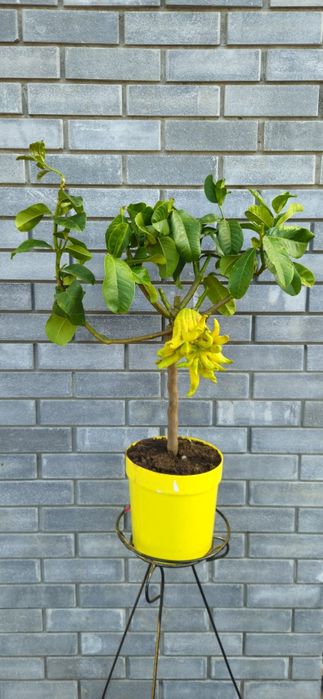 Уценка!Цитрон "Рука Будди",Лимон