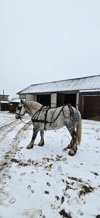 Klacz zimnokrwista Perszeron