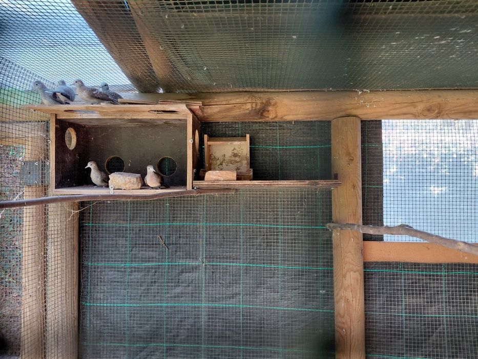 Rolas zebra, lote de 6 aves deste ano  devidamente anilhadas: não sexadas