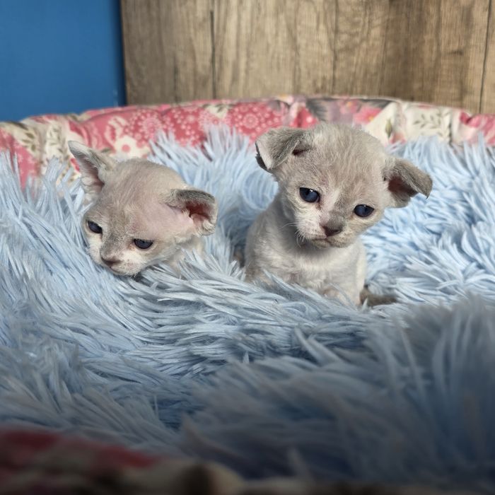 Śliczny kocurek Devon rex Fpl