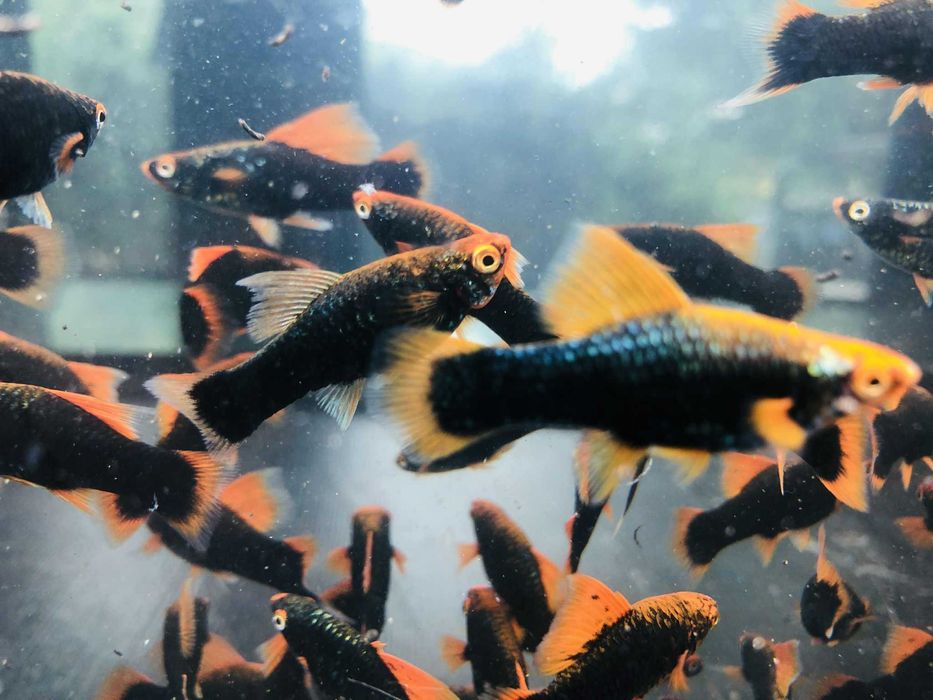 Mieczyk Hamburg Delta czerwony