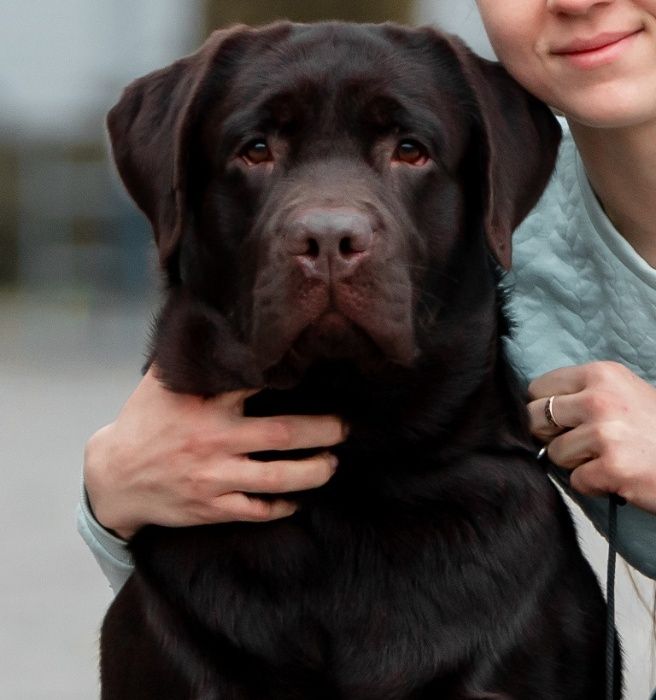 Открыт для вязок молодой, перспективный кобель лабрадор ретривер!