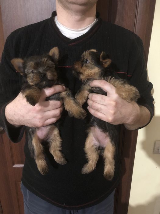 Цуценята , щенки йоркширский терʼєр