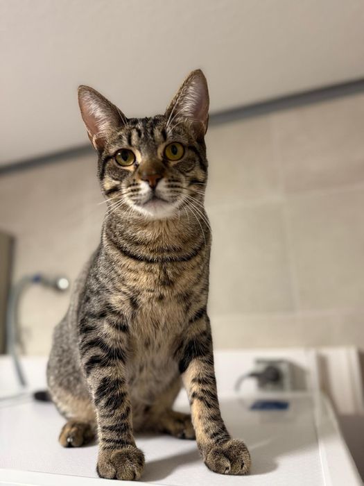 Piu-Piu, para adoção