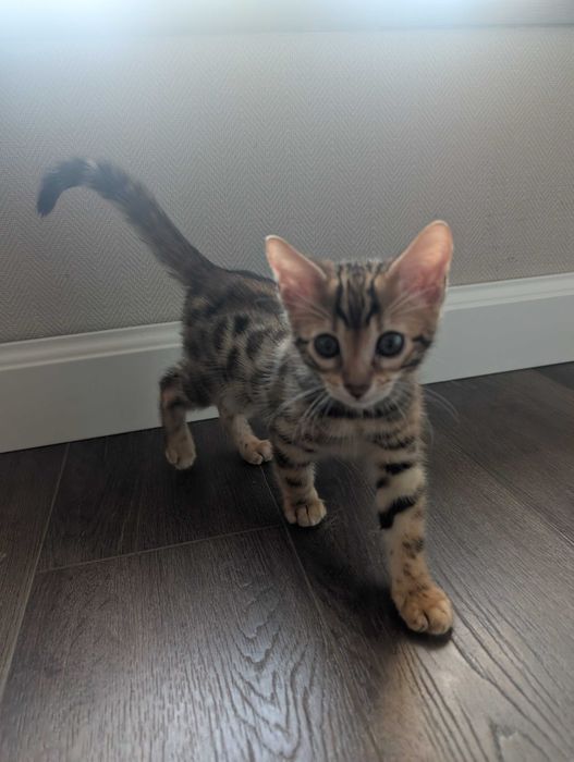 Котята бенгальські
