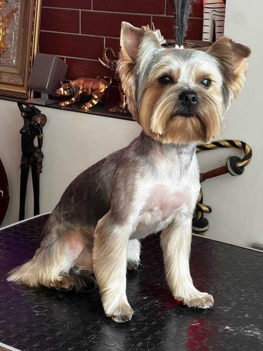 Йоркширський тер'єр віком 1.7 шукає собі подружку