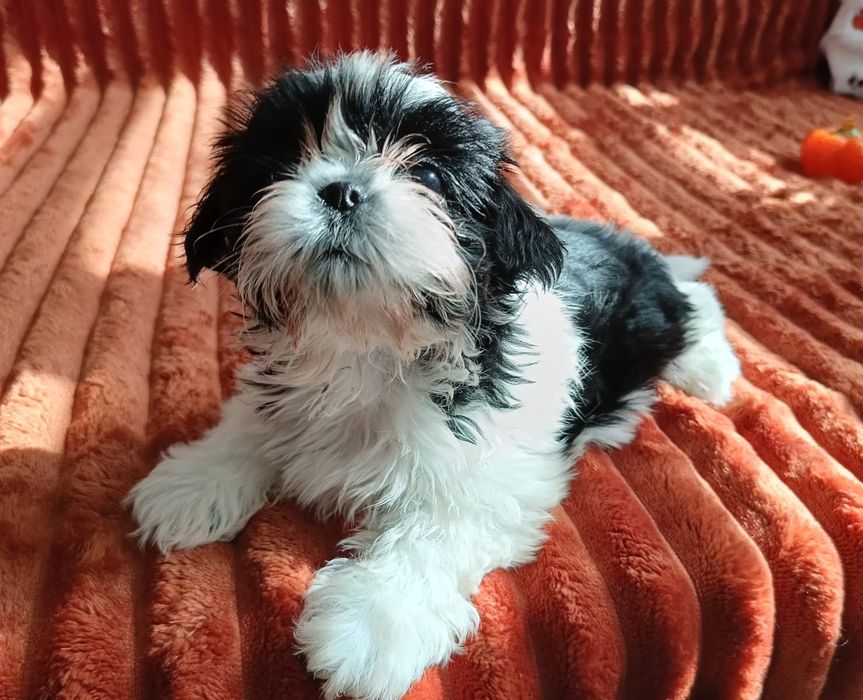 Piesek Shih-Tzu Gotowy do odbioru