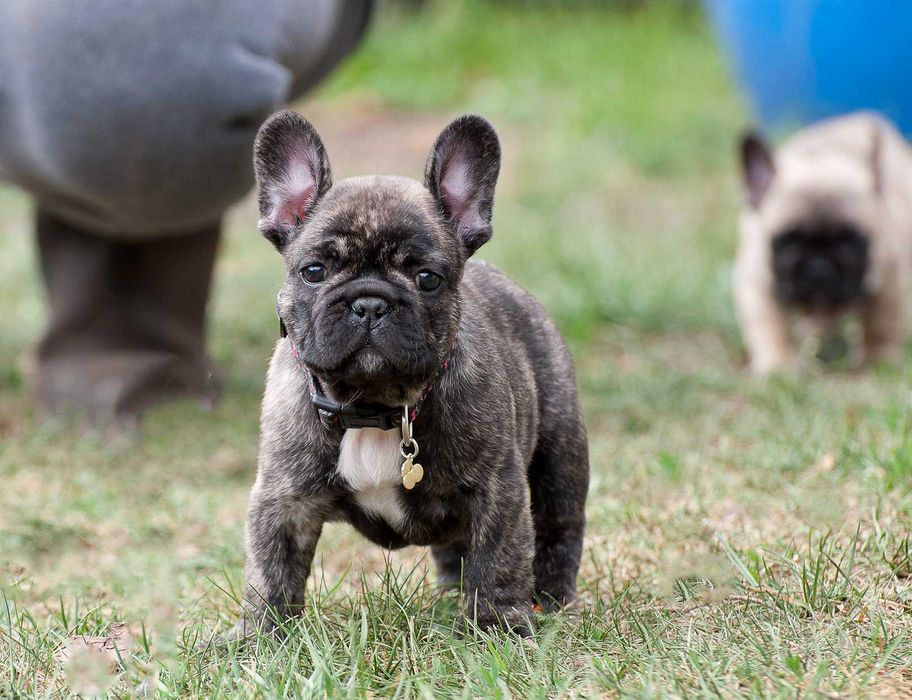 buldog francuski FCI szczenię piesek