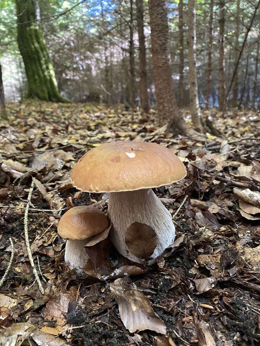 Гриби, Польські,Мариновані.