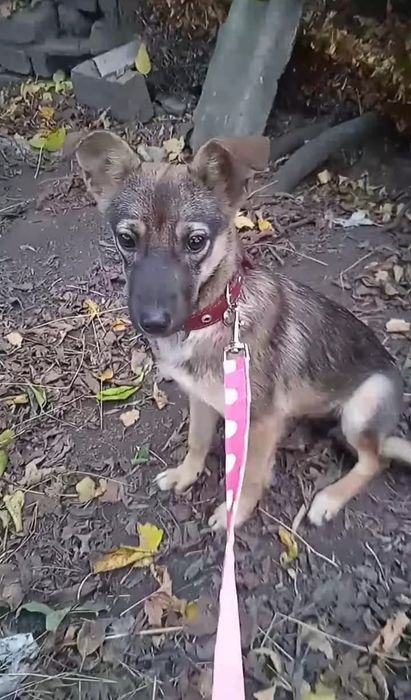 Маленька собачка, дівчинка Аліса, 6 міс. в добрі руки