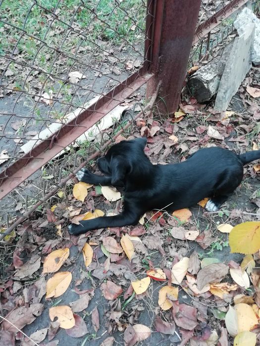Вiддам в добрi руки cобачку