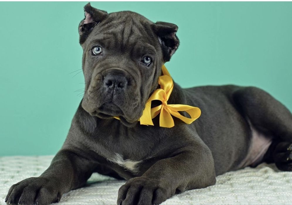 Крутезні купірувані щеночки-Cane corso