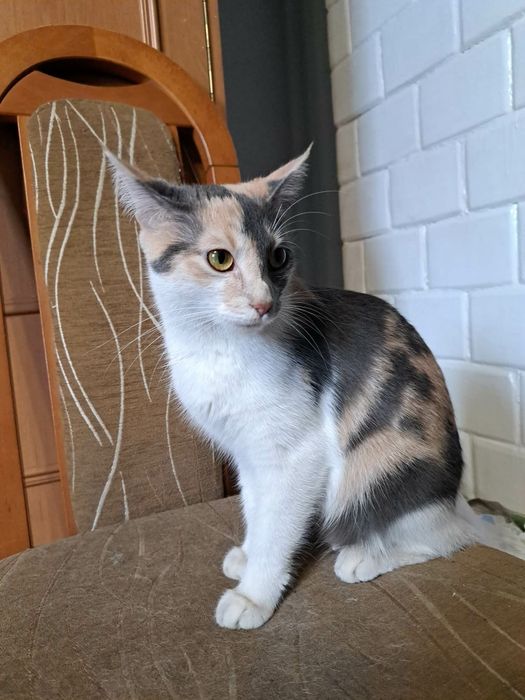 Kot kotek kotka do adopcji