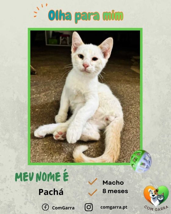 Gatinhos para adoção responsável