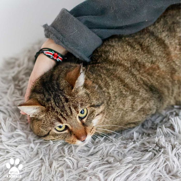 Spokojny kocurek do adopcji! Poznajcie Gumisia!