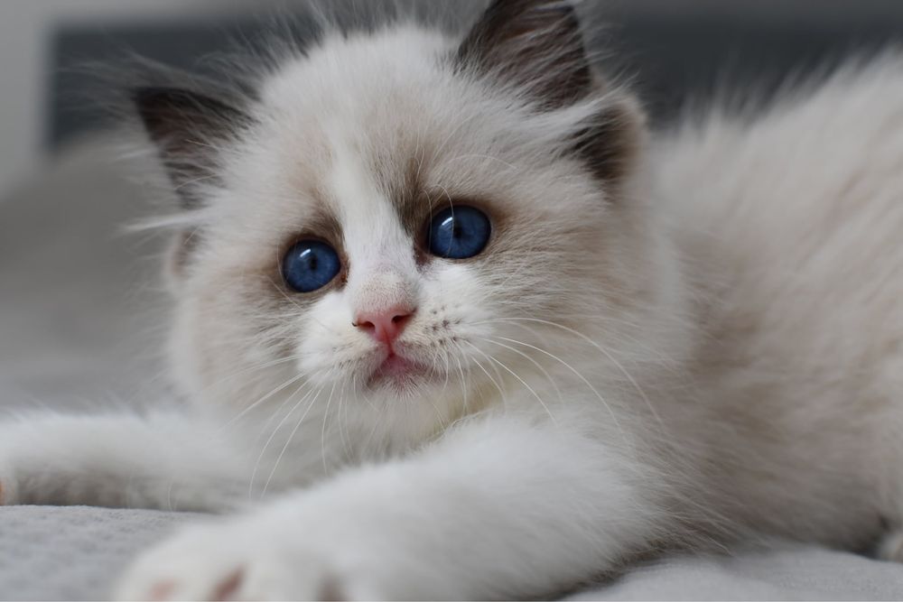 Kocurek kotka ragdoll blue bikolor*rodowód FIFE*wychowane z dzieci