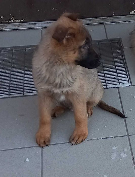 owczarek niemiecki piesek wilczasty