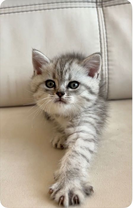 Британське кошеня.