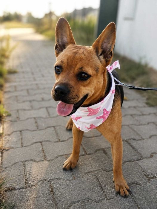 LILI (Fêmea, 9 Meses, 11Kg) - Para Adoção