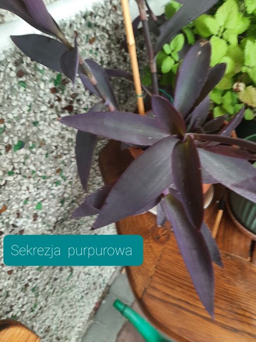 Trzykrotka  gałązki