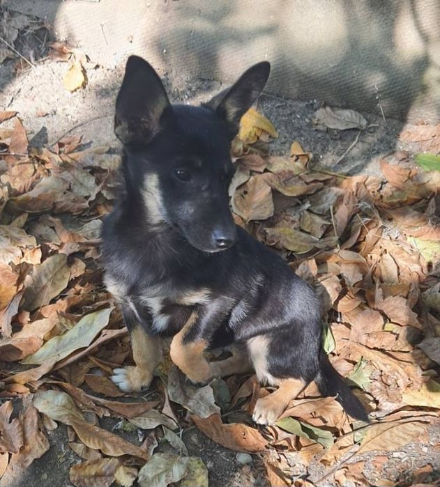 Отдам даром в добрые руки собачку метис болонки и корги