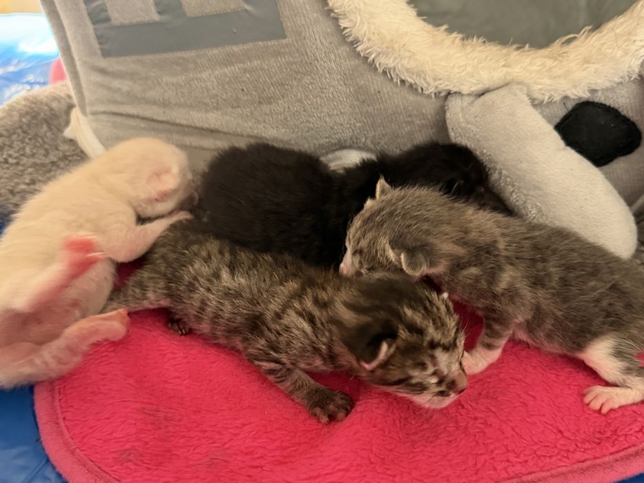Gatinhos pequenos
