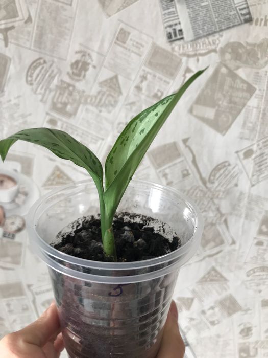 Аглаонема молода рослина