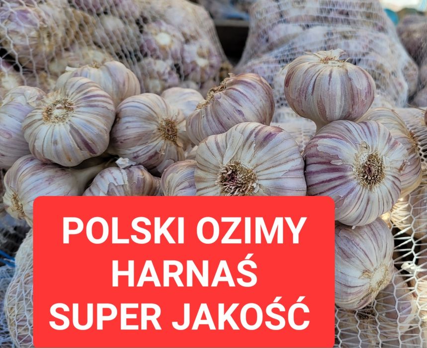 Czosnek polski 4,5cm+ 0,80zł/główka Harnaś