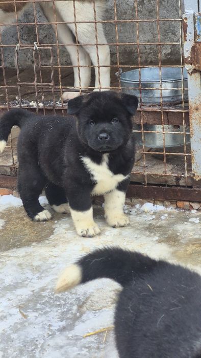 Діти Акітосики Американські