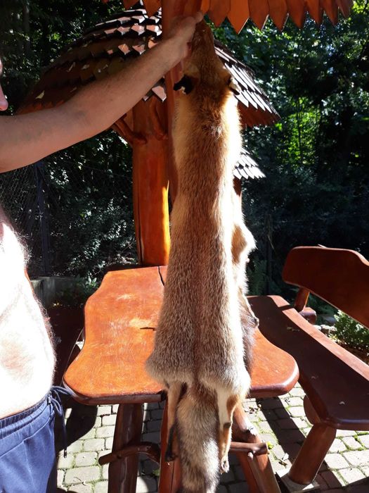 skóry z lisa rudego, naturalne, wyprawione.