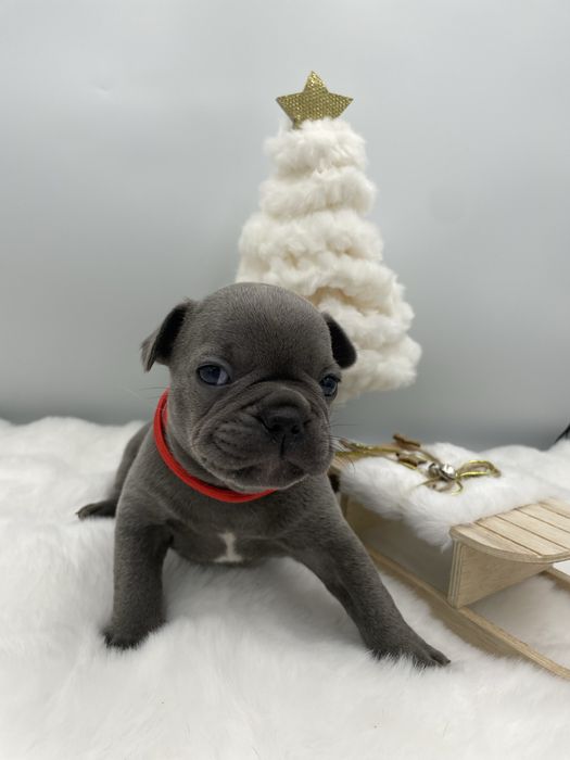 Piesek Buldog Francuski Błękitny