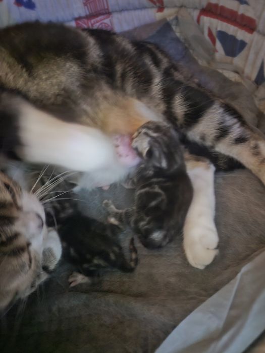 Американська короткошерстна