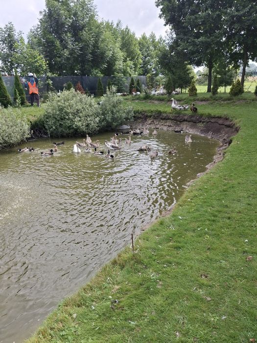 Sprzedam gęsi kaczki młode i roczne