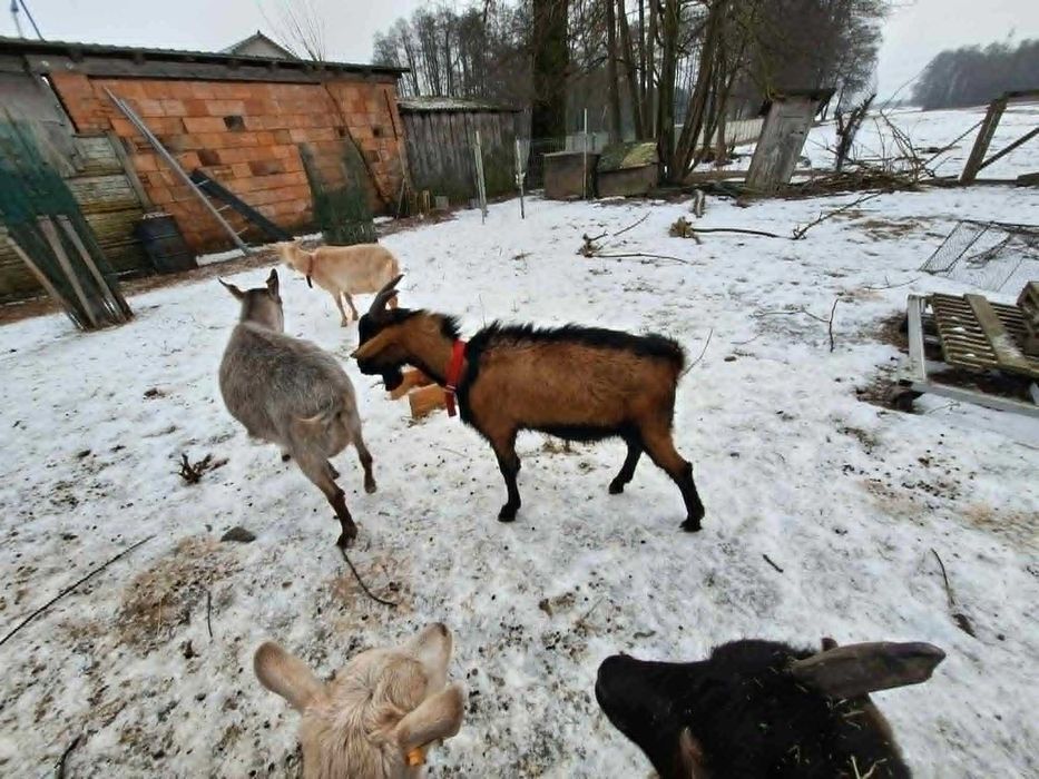 Kozioł alpejski spryciarz