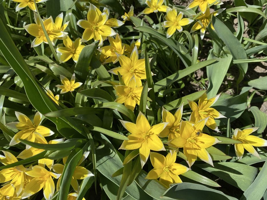 Тюльпан ботанічний жовтий