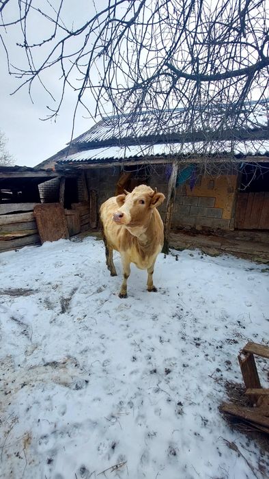 Продам Гарну Телицю