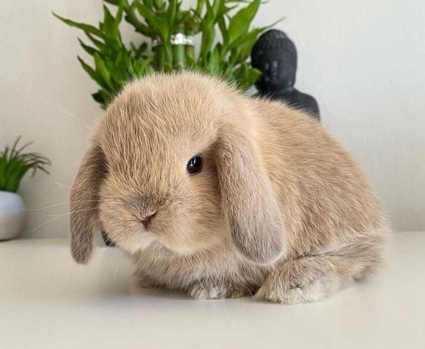 KIT Coelhos anões belier, orelhudos lindíssimos e muito dóceis
