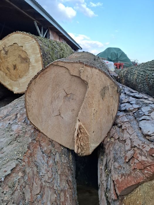 Sprzedam Kłody klonu