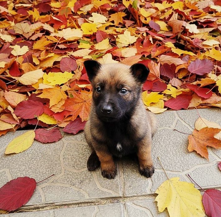 Бельгійська вівчарка цуценята малінуа