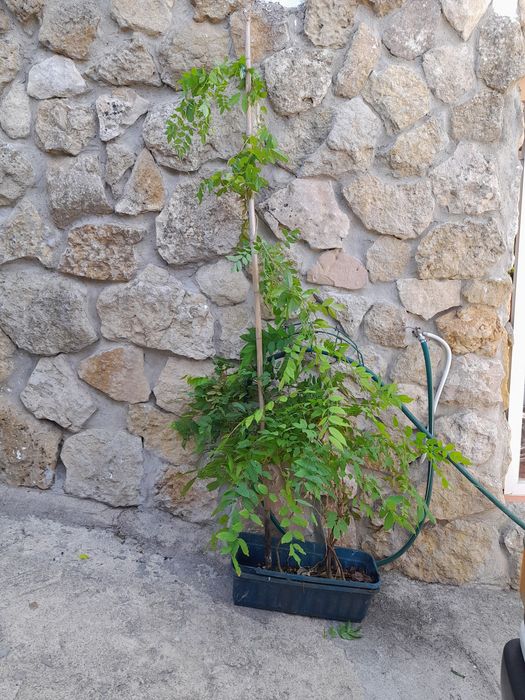 Glicinias de cor lilás