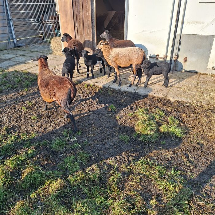 Owce kameruńskie z młodymi