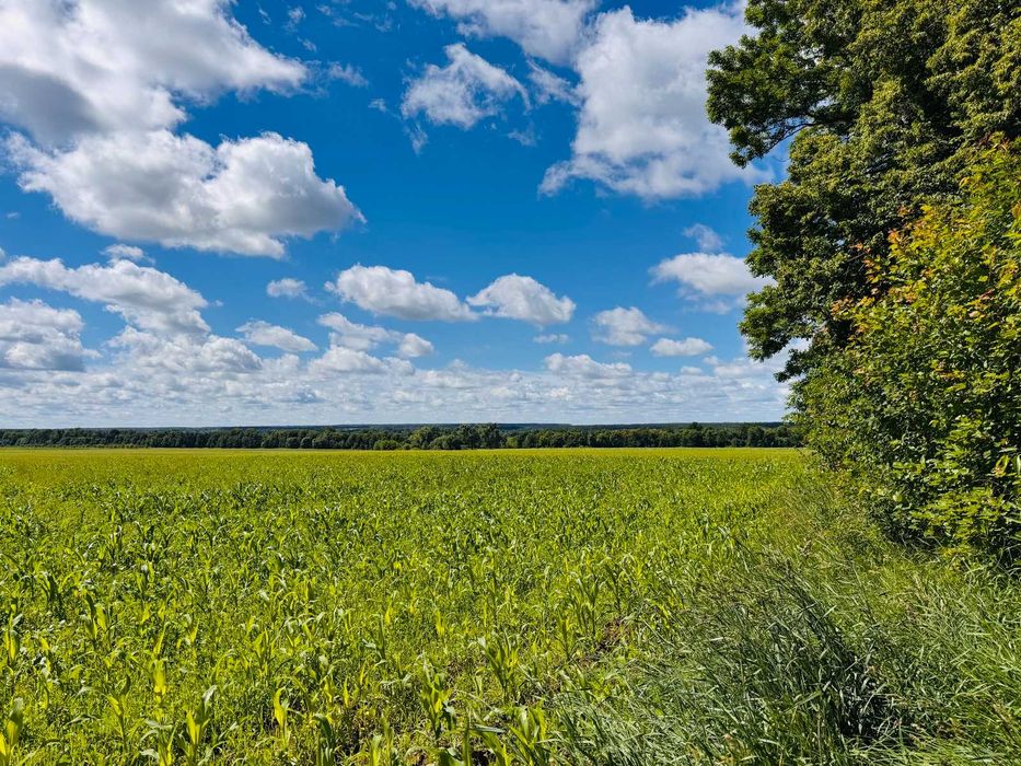 Продаж земельноі ділянки (паї) в Ксаверівці