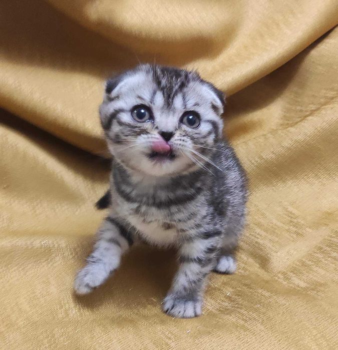 Гарні шотландські кошенятка