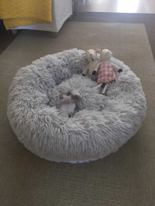 Cama de gato ou cão pequeno, nova!