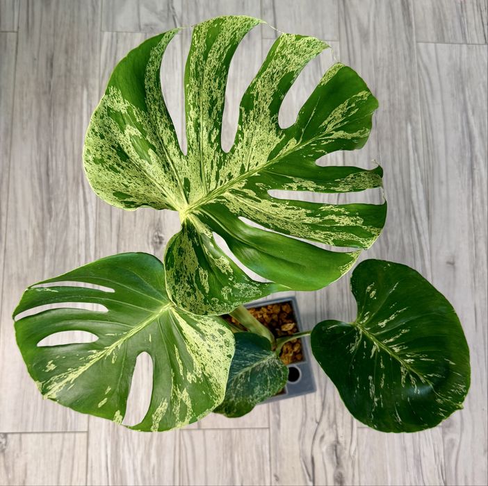 Monstera bulbosaur