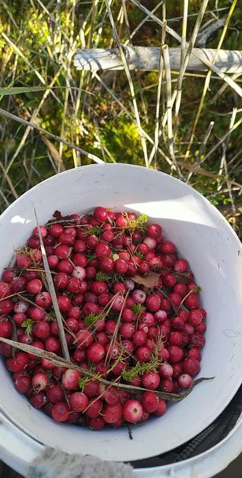 Клюква 280грн за кг