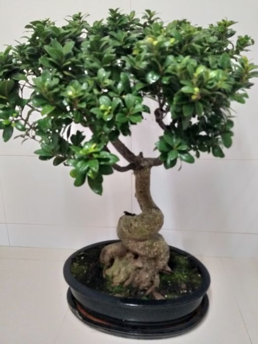 Bonsai 20 anos (90cm altura)