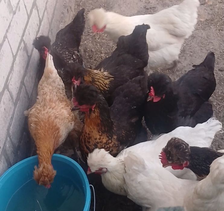 Продам чубатих курей