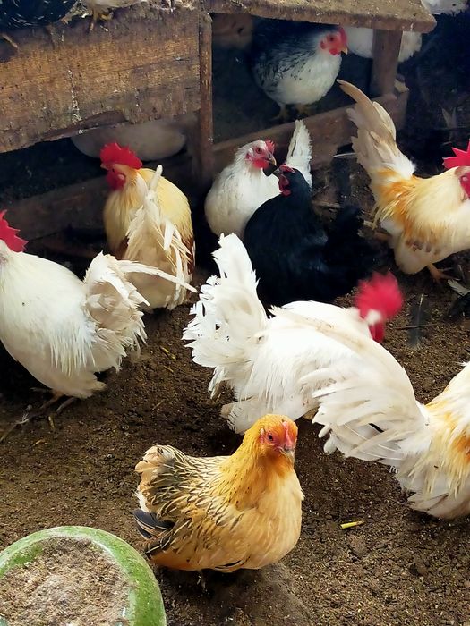 Куры породы Шабо