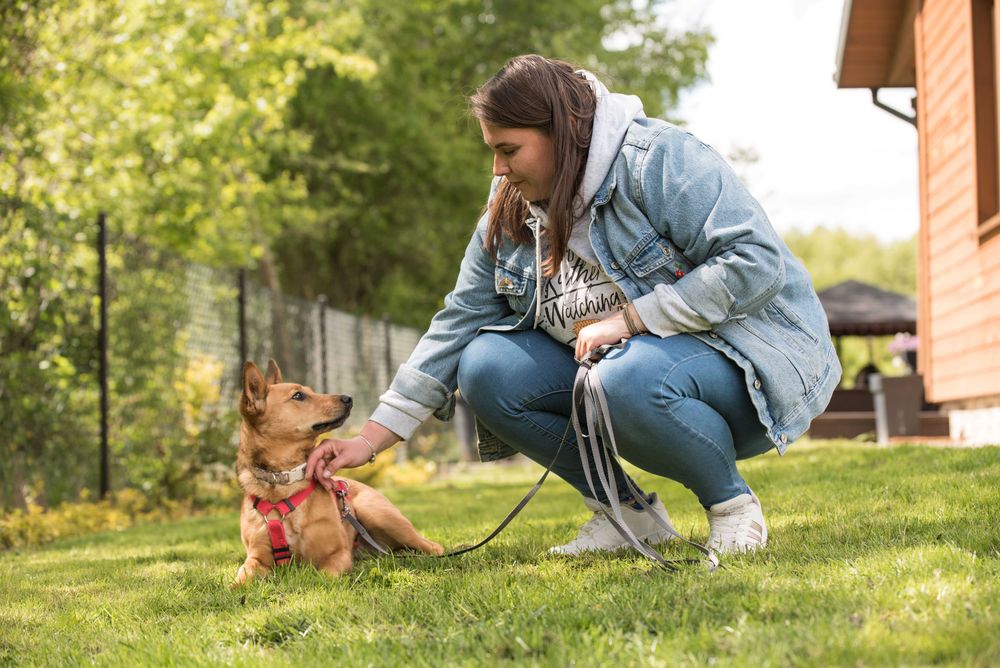 ANIDA - młoda ruda sunia